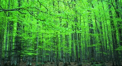 Navarra creará 1.650 empleos gracias a la biomasa forestal