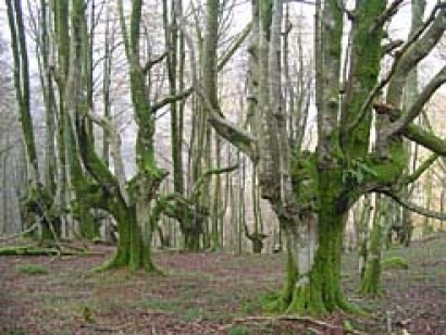 El Gobierno de Navarra mantiene su línea de apoyo a la biomasa forestal