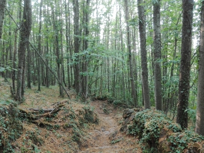 Juntos por los Bosques pide evitar la competencia de la bioenergía forestal con algunos usos industriales de la madera