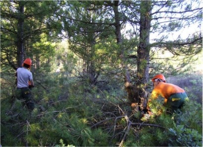 La bioenergía reduciría el impacto de incendios como los de Valencia