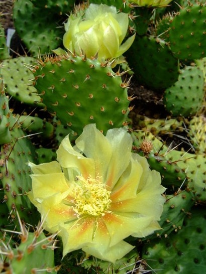 Buscan generar bioenergía a partir del nopal