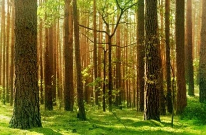 Biomasa y gestión forestal sostenible como alternativas a la deforestación global