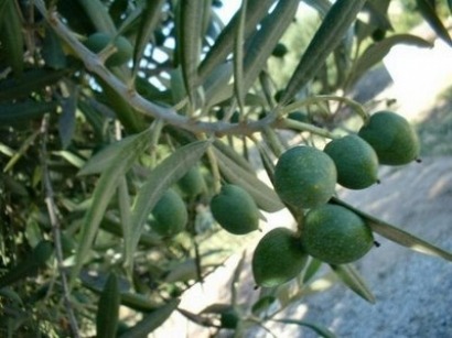 Cada olivo es un “biorreactor”