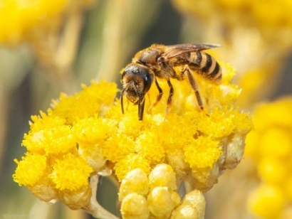 Las nuevas estrategias de la UE ven muy bien al biogás y ponen peros a algunas biomasas