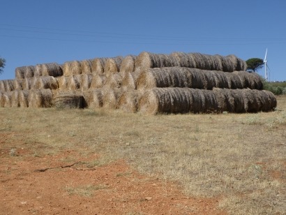 En plena sequía reclaman para el ganado la paja de las centrales de biomasa