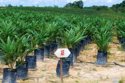 La FAO aboga por afianzar la integración entre bioenergía y seguridad alimentaria