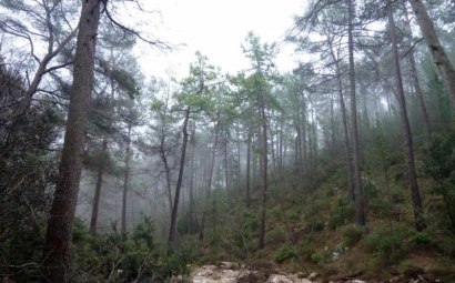 Juntos por los Bosques pide reforzar la demanda de biomasa térmica en el Consejo Forestal Nacional