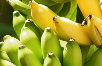 El plátano también puede ser fuente de electricidad y bioetanol