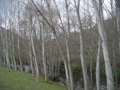 Aragón declara de interés autonómico dos plantas de biomasa de Forestalia