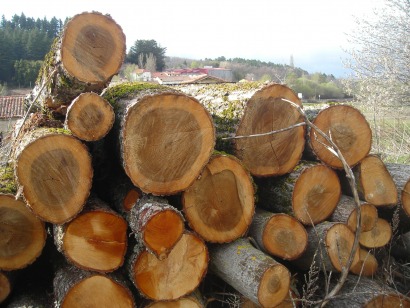 El Gobierno presenta planes para la biomasa forestal pero no invierte en ellos