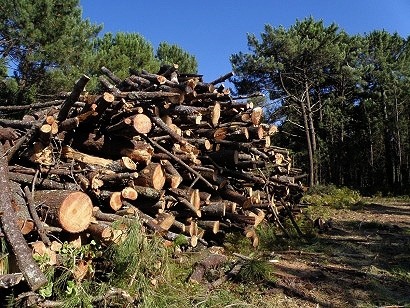 La bioenergía no quiere sorpresas negativas en las reformas normativas de la CE