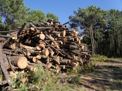 La biomasa ahorra dinero en la lucha contra los incendios forestales