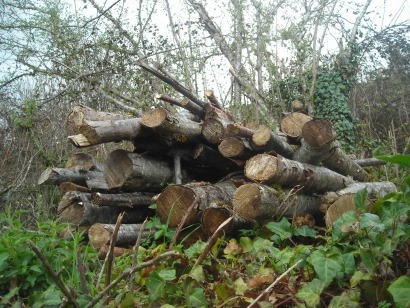 Piden que la Ley de Montes impulse la producción y consumo de biomasa forestal