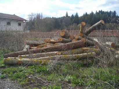 El 22% de la explotación maderera en la UE se destina a producir energía