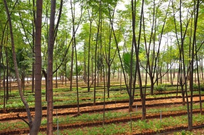 Todas las pistas para saber dónde se encuentra la biomasa más rentable