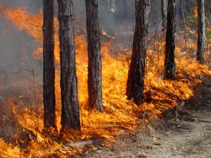 Felipe González pide que se emplee la bioenergía para luchar contra los incendios