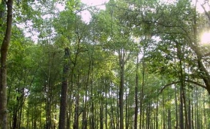 Castilla y León también incluye como cultivos energéticos las explotaciones forestales