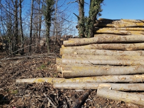 El Tribunal de Justicia de la UE falla a favor de la biomasa forestal como energía renovable