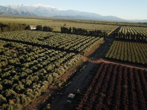 Residuos de olivos convertidos en pellets