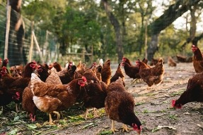 Aprovechamiento energético de las deyecciones en el sector avícola: de residuo a recurso