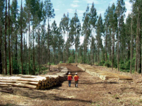 La ciencia irrumpe contra la biomasa forestal para energía, pero también en su defensa