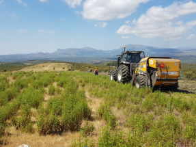 Jara pringosa, buena para el monte mediterráneo y ¿para una biorrefinería?