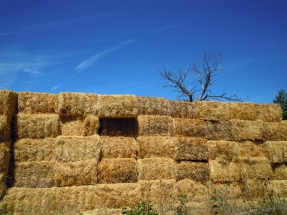 AgroBioHeat abre una ventanilla para potenciar la biomasa en el medio rural