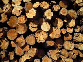 Deberes post-elecciones: “fomentar la demanda de biomasa forestal como energía renovable”