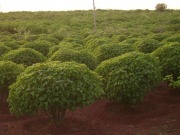 Captive biomass plantations: A sustainable, carbon-neutral energy solution