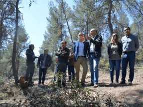 Echa a andar el plan especial para la biomasa en montes públicos de la Región de Murcia