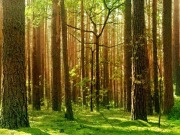 Biomasa y gestión forestal sostenible como alternativas a la deforestación global