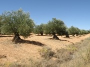 El orujillo como biocombustible se convierte en protagonista en Expoliva 2019