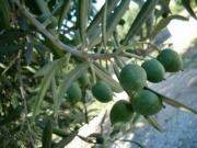 Andalucía podría cubrir con biomasa el 22,5% de su consumo de energía primaria