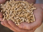 La biomasa se convierte en la renovable estrella en 2011 en el País Vasco