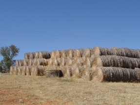 El MAPA publica una orden sobre seguros que afecta a cultivos y residuos agrícolas energéticos