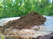 Research in Finland Focuses on Better Use of Willow Biomass
