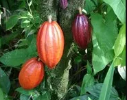 Climate Fund Manager and Société Des Energies Nouvelles agree to develop world’s first cocoa waste-to-energy plant