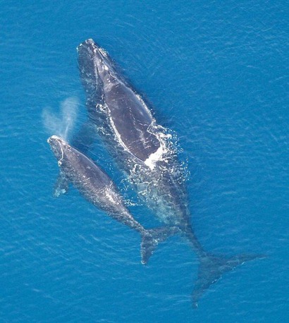 Por las ballenas, se posterga un parque eólico offshore