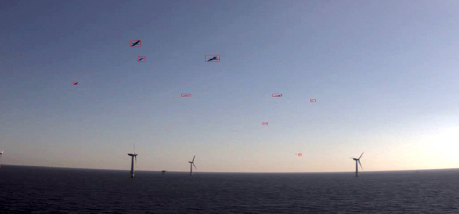 DTBird Offshore