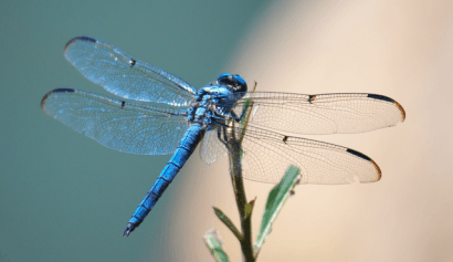 Las alas de los insectos inspiran aeorgeneradores un 35% más eficientes