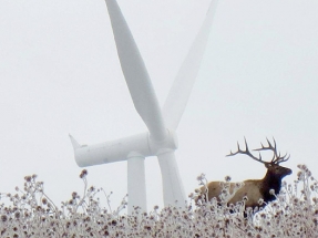 La eólica cumple su promesa y aporta cada vez más electricidad libre de CO2 al mundo