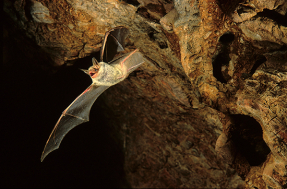 Los murciélagos, el reto aún invisible de la eólica moderna