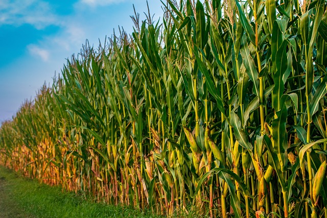 Companies Partner to Build Biomass Refineries to Produce Sustainable Fuels and Chemicals