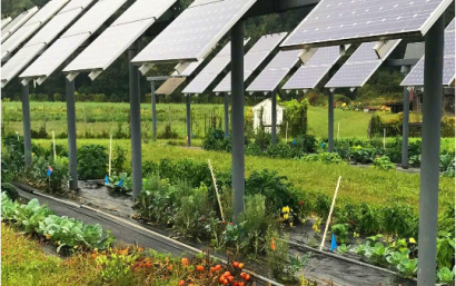 Agrovoltaica: cómo lograr la máxima sinergia entre agricultura y electricidad fotovoltaica 