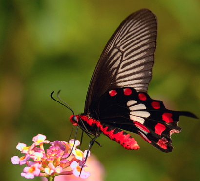 Las alas de la mariposa negra ayudan a elevar en un 200% el rendimiento de las células solares