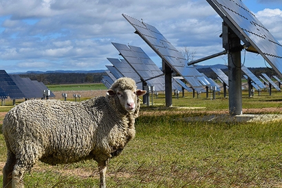 oveja-fotovoltaica-universidad-queensland-australia.jpg