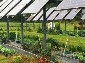 Agrovoltaica: cómo lograr la máxima sinergia entre agricultura y electricidad fotovoltaica 