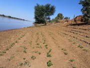 Fotovoltaica para regar y refrigerar en Mauritania