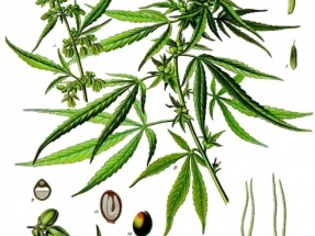 Marihuana y fotovoltaica ¿una unión virtuosa?
