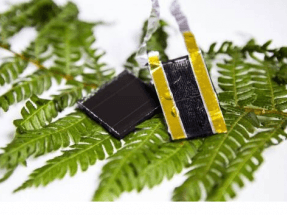 Desarrollan un potente sistema de almacenamiento de energía inspirado en los helechos